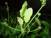 Echinodorus hybrid plantlet