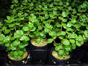 Rotala potted in rockwool ready for sale