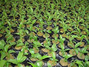 Newly planted plants in rockwool